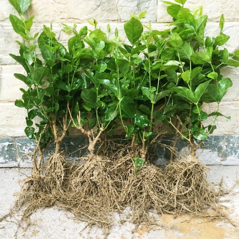 茉莉花茉莉花盆栽室内外阳台浓香花卉花开5-10月驱蚊
