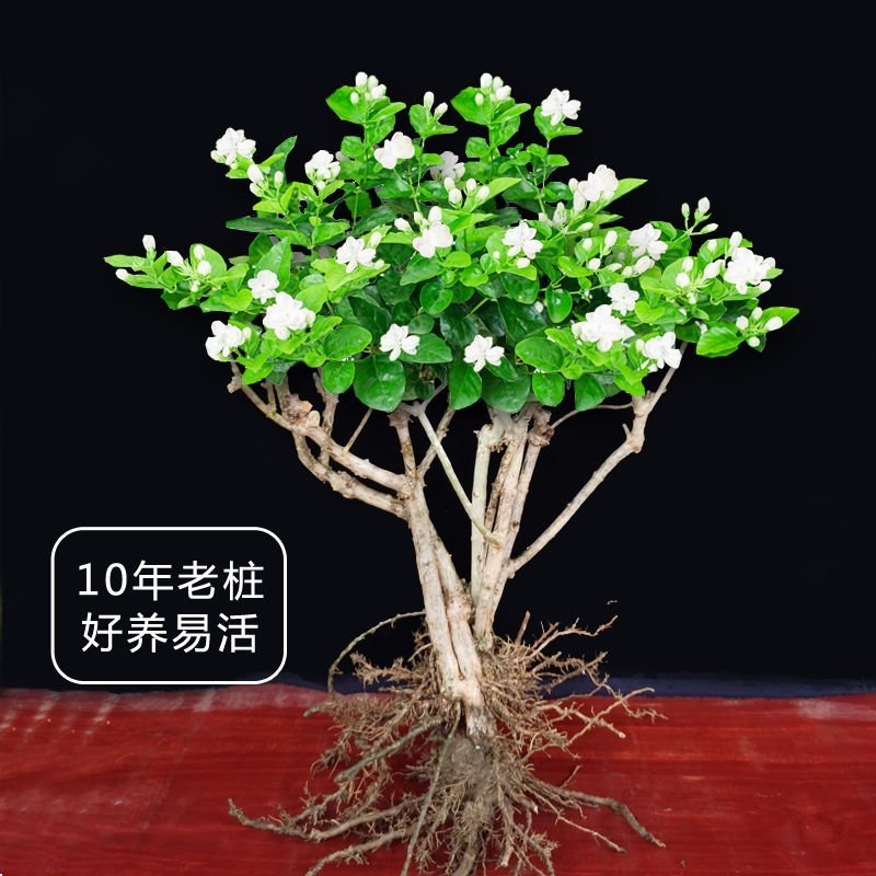 茉莉花茉莉花盆栽室内外阳台浓香花卉花开5-10月驱蚊