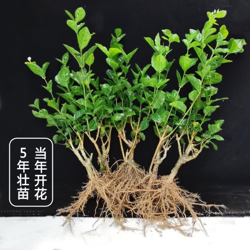 茉莉花茉莉花盆栽室内外阳台浓香花卉花开5-10月驱蚊
