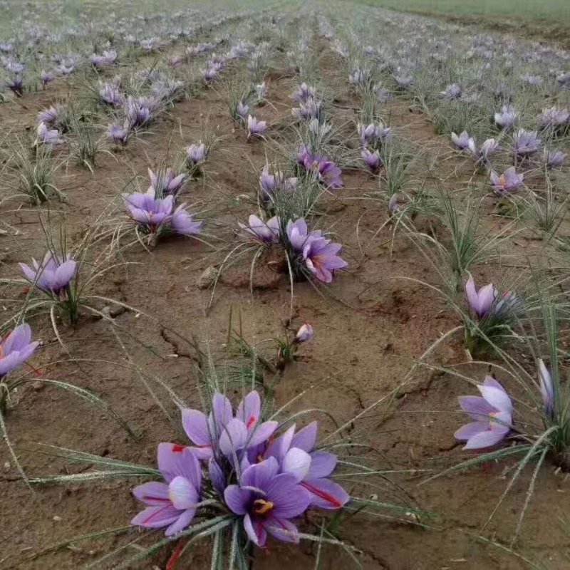 藏红花种球