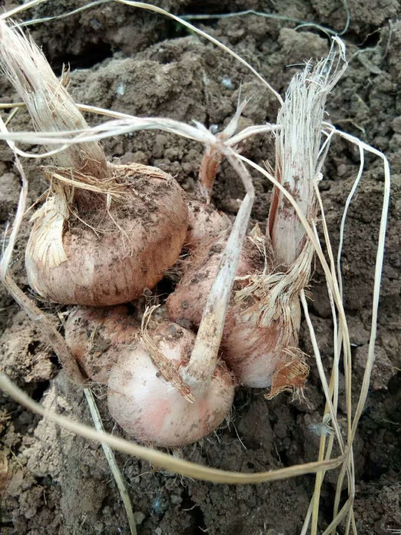 藏红花种球