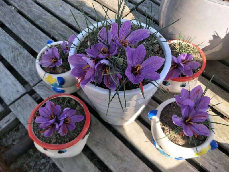 藏红花种球