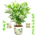 九里香盆栽绿植花卉植物室内花浓香型花苗四季开花带花苞阳台