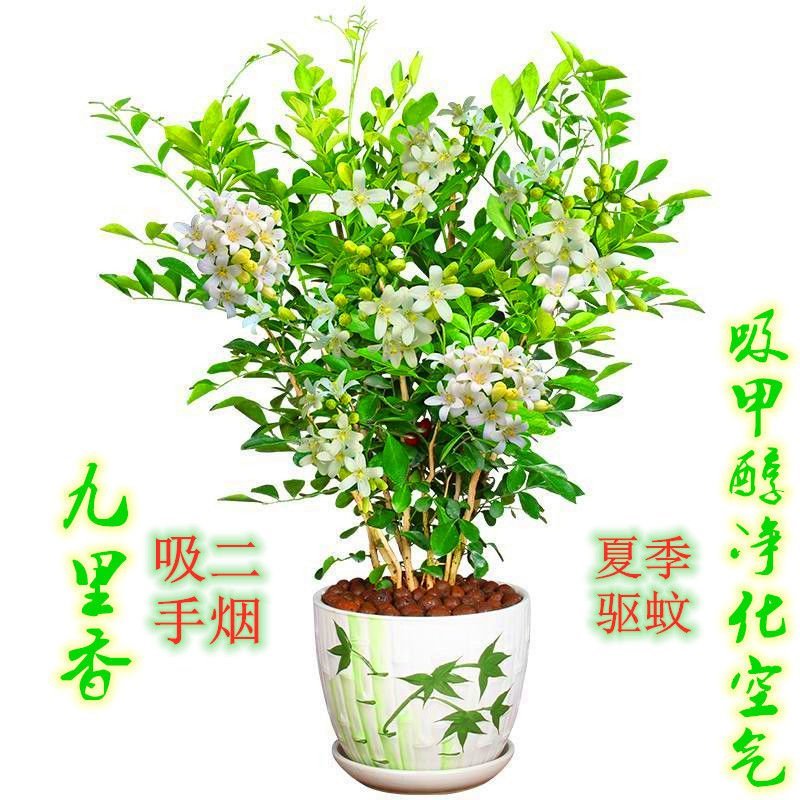 九里香盆栽绿植花卉植物室内花浓香型花苗四季开花带花苞阳台