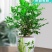 九里香盆栽绿植花卉植物室内花浓香型花苗四季开花带花苞阳台