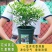 九里香盆栽绿植花卉植物室内花浓香型花苗四季开花带花苞阳台