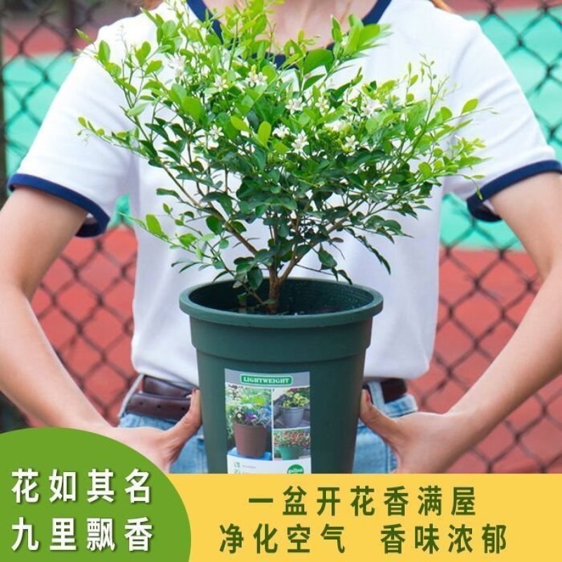 九里香盆栽绿植花卉植物室内花浓香型花苗四季开花带花苞阳台