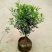 九里香盆栽绿植花卉植物室内花浓香型花苗四季开花带花苞阳台