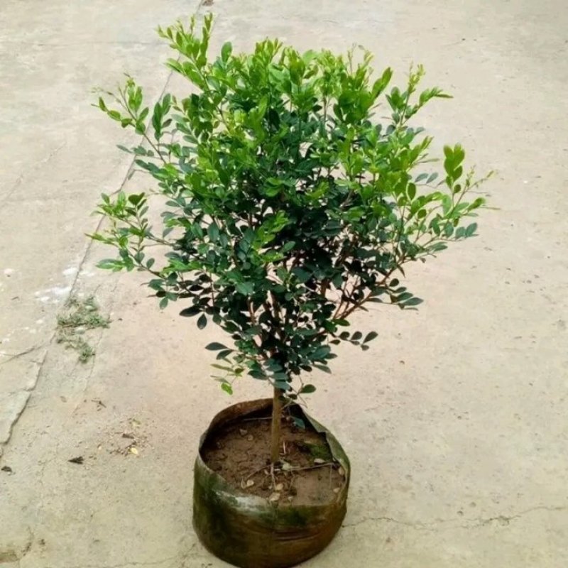 九里香盆栽绿植花卉植物室内花浓香型花苗四季开花带花苞阳台