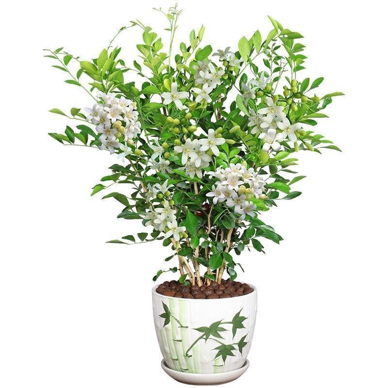 九里香盆栽绿植花卉植物室内花浓香型花苗四季开花带花苞阳台
