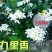 九里香盆栽绿植花卉植物室内花浓香型花苗四季开花带花苞阳台