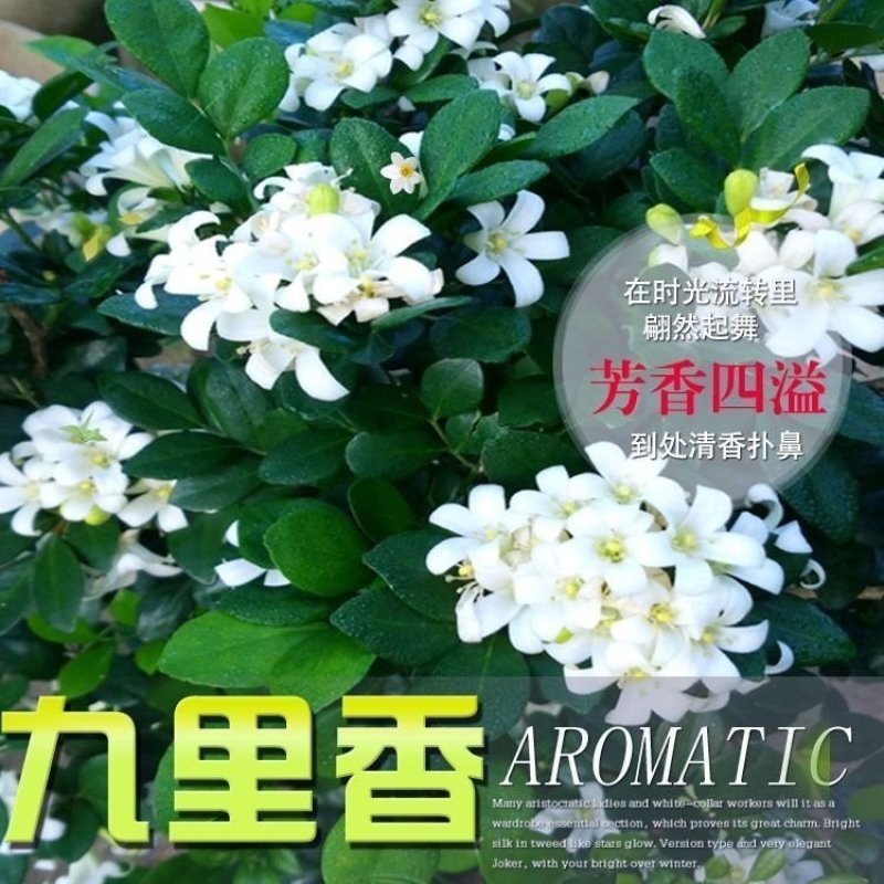 九里香盆栽绿植花卉植物室内花浓香型花苗四季开花带花苞阳台