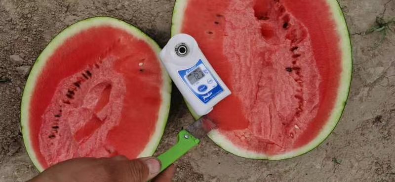 优选陕西甜王西瓜基地直供保熟保甜价格优惠