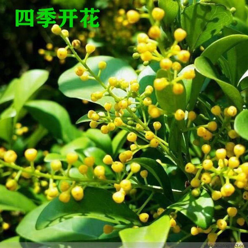 米兰花苗盆栽四季开花长青室内外客厅庭院办公清香型好养驱蚊