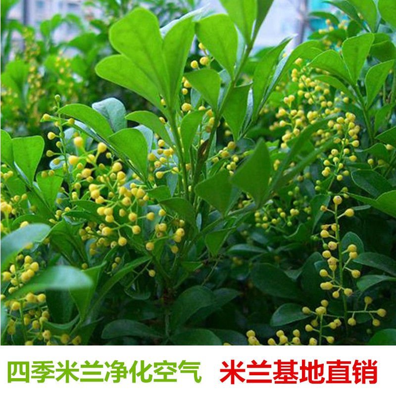 米兰花苗盆栽四季开花长青室内外客厅庭院办公清香型好养驱蚊