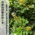 米兰花苗盆栽四季开花长青室内外客厅庭院办公清香型好养驱蚊