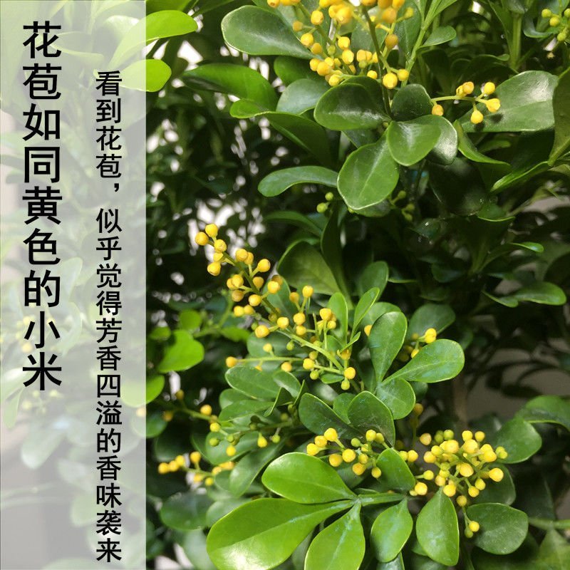 米兰花苗盆栽四季开花长青室内外客厅庭院办公清香型好养驱蚊