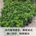 米兰花苗盆栽四季开花长青室内外客厅庭院办公清香型好养驱蚊