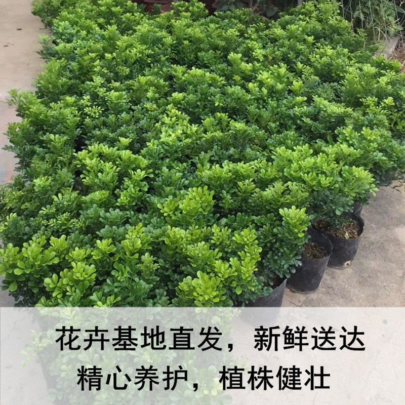米兰花苗盆栽四季开花长青室内外客厅庭院办公清香型好养驱蚊