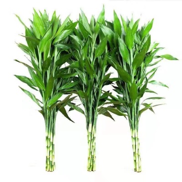 富贵竹水培植物转运竹盆栽植物室内净化空气绿植花卉四季好养
