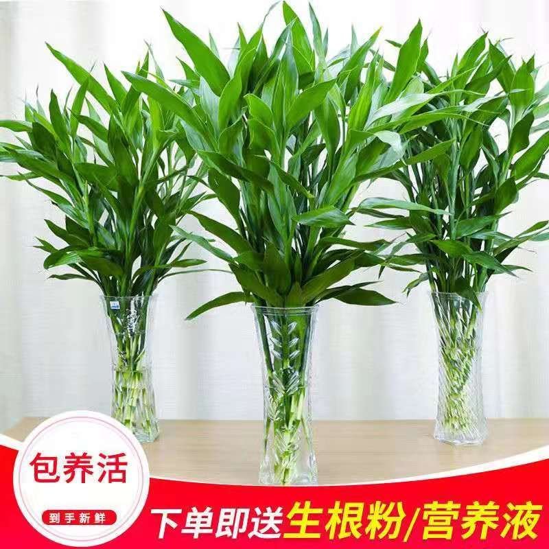 富贵竹水培植物转运竹盆栽植物室内净化空气绿植花卉四季好养