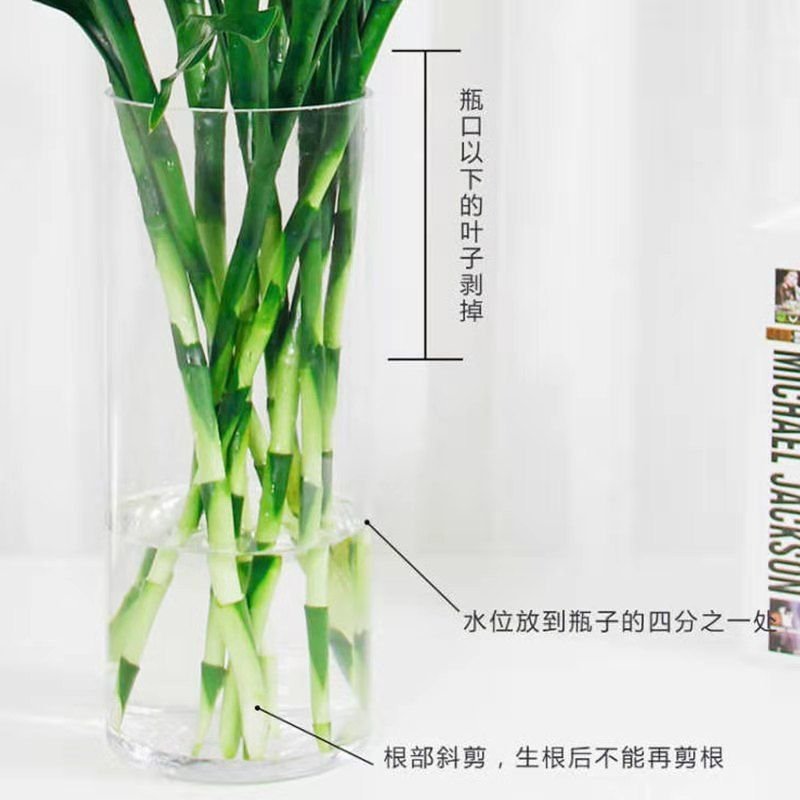 富贵竹水培植物转运竹盆栽植物室内净化空气绿植花卉四季好养