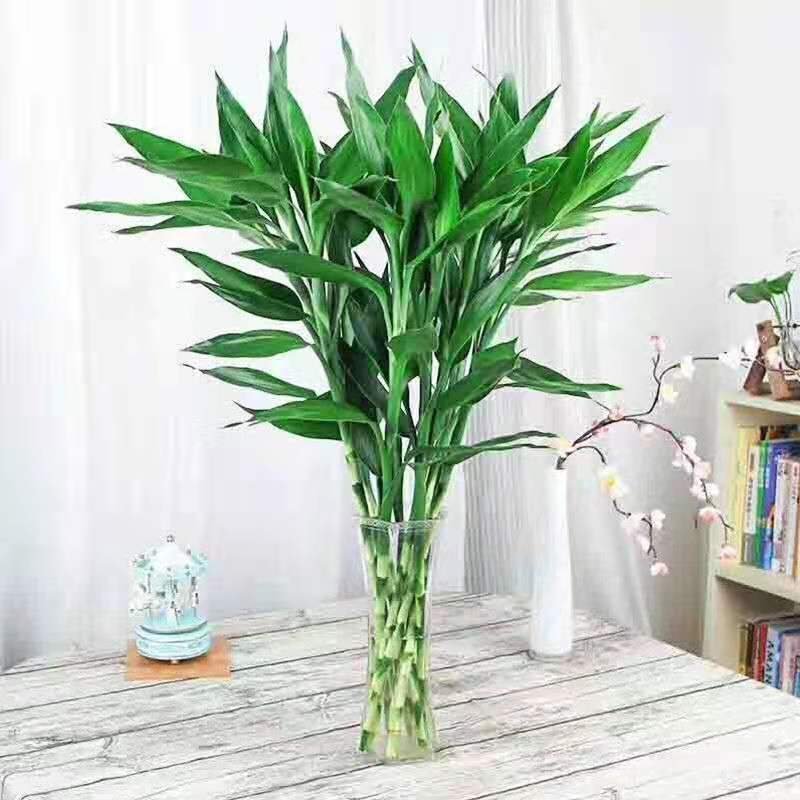 富贵竹水培植物转运竹盆栽植物室内净化空气绿植花卉四季好养