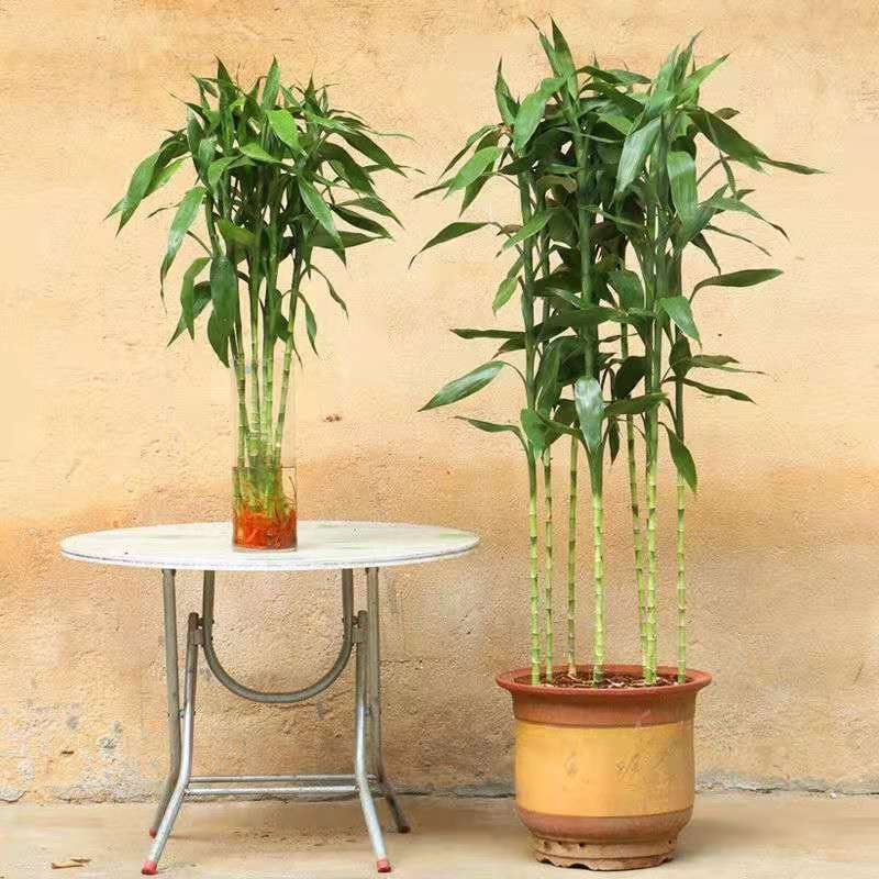 富贵竹水培植物转运竹盆栽植物室内净化空气绿植花卉四季好养