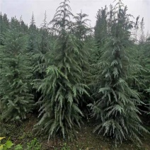 雪松树苗小苗庭院盆栽地栽绿化树苗南方北方种植黑松树苗四季