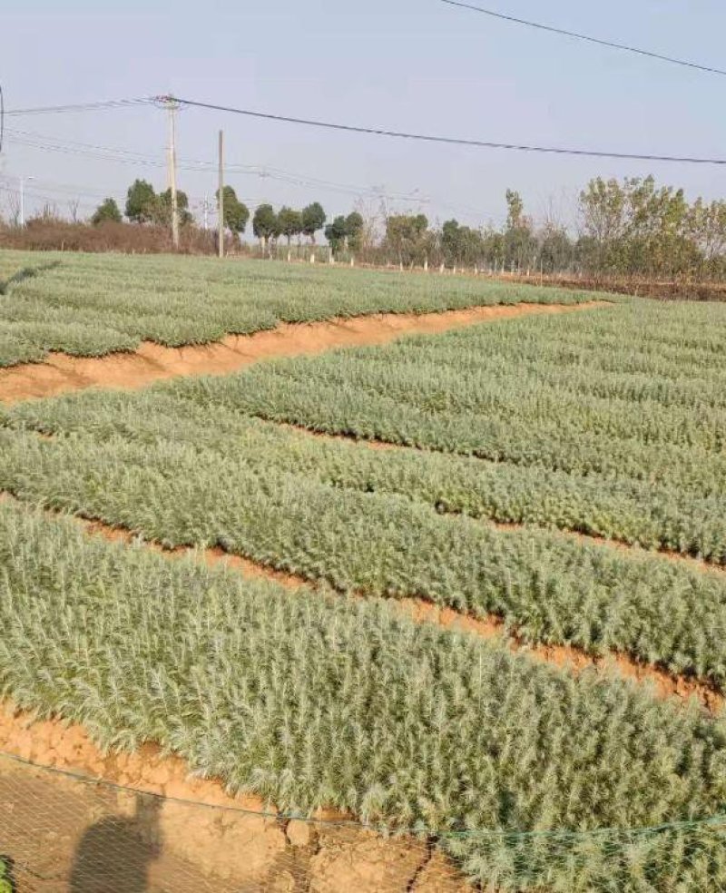 雪松树苗小苗庭院盆栽地栽绿化树苗南方北方种植黑松树苗四季