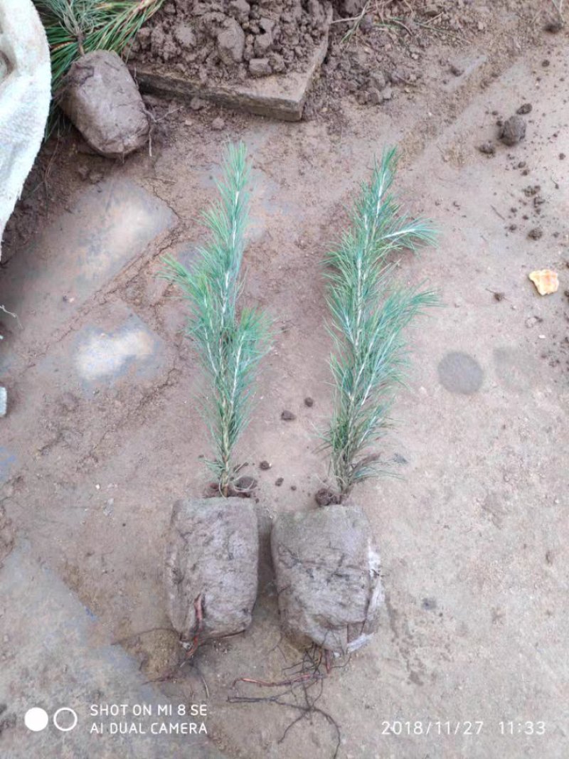 雪松树苗小苗庭院盆栽地栽绿化树苗南方北方种植黑松树苗四季