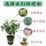 四季开花桂花树苗盆栽庭院绿化美观浓香型花卉绿植室内好养易