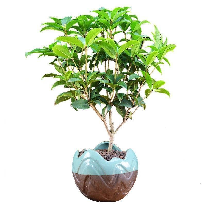 四季开花桂花树苗盆栽庭院绿化美观浓香型花卉绿植室内好养易
