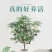 四季开花桂花树苗盆栽庭院绿化美观浓香型花卉绿植室内好养易