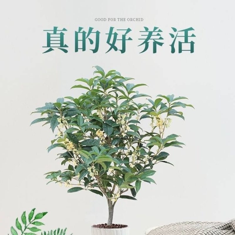 四季开花桂花树苗盆栽庭院绿化美观浓香型花卉绿植室内好养易