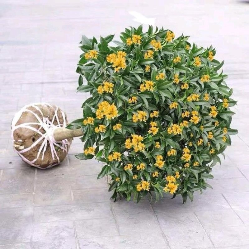 四季开花桂花树苗盆栽庭院绿化美观浓香型花卉绿植室内好养易