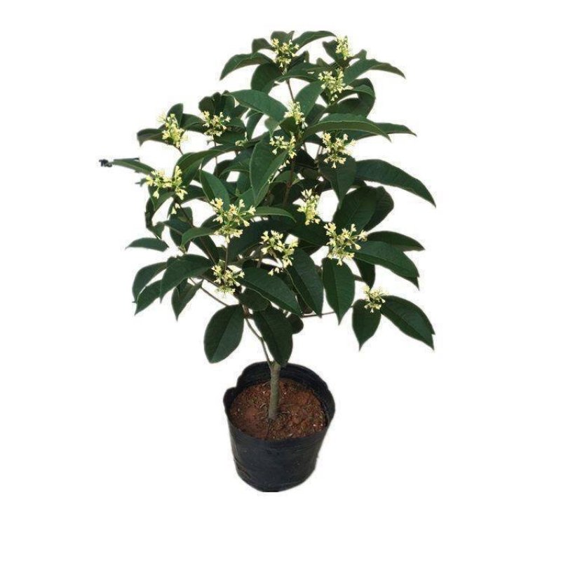 四季开花桂花树苗盆栽庭院绿化美观浓香型花卉绿植室内好养易