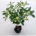 四季开花桂花树苗盆栽庭院绿化美观浓香型花卉绿植室内好养易