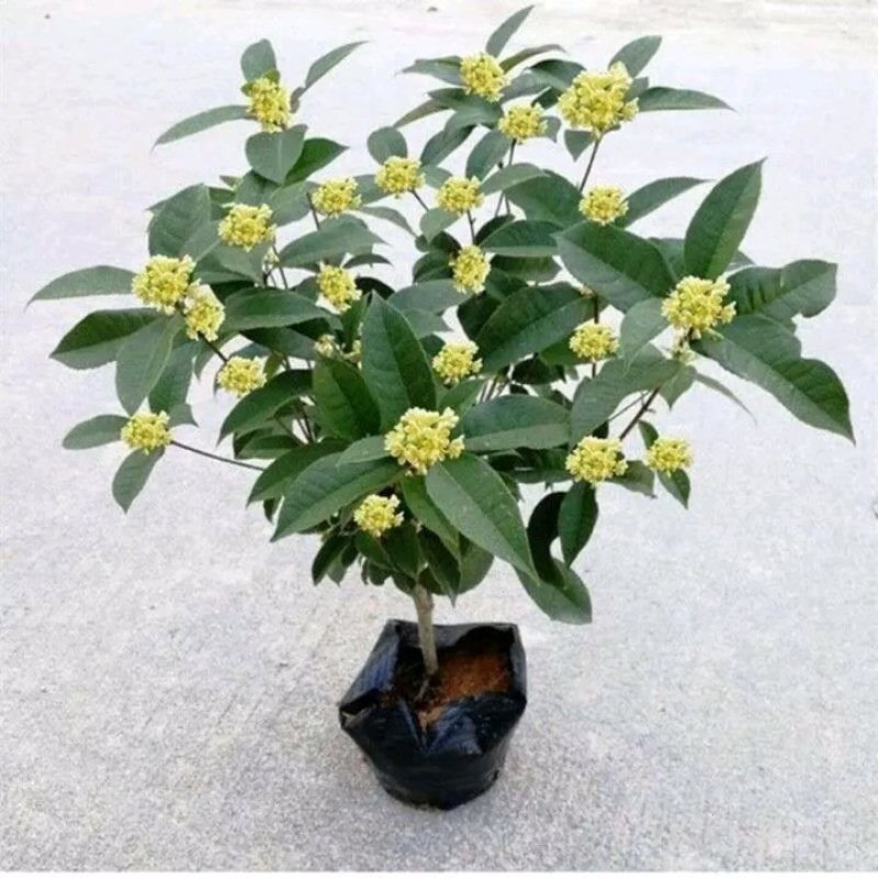 四季开花桂花树苗盆栽庭院绿化美观浓香型花卉绿植室内好养易