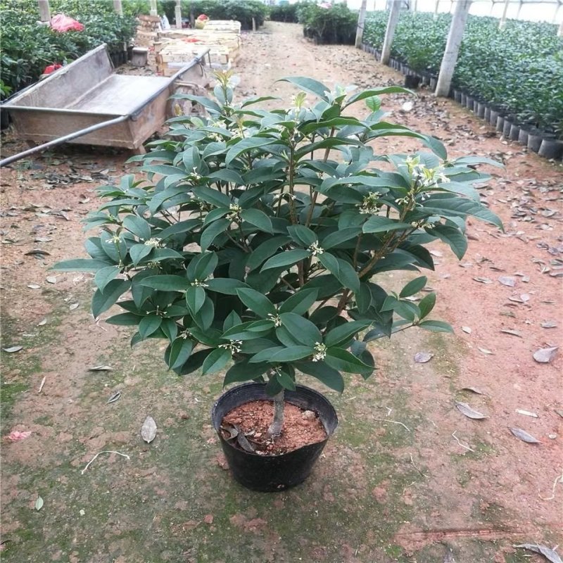 四季开花桂花树苗盆栽庭院绿化美观浓香型花卉绿植室内好养易