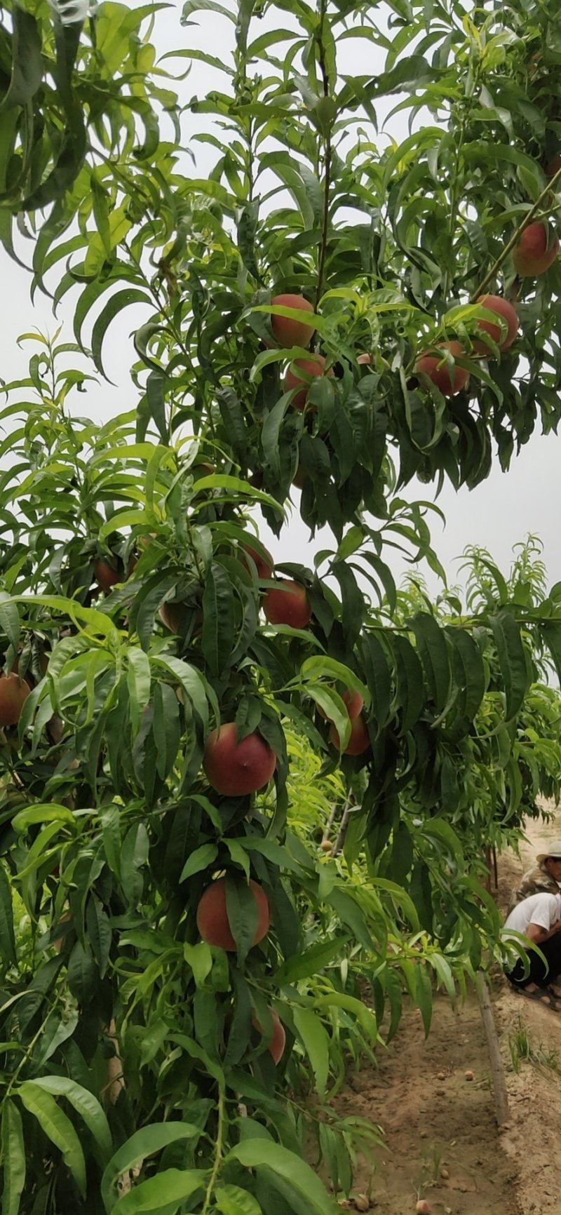 陕西特产关中水蜜桃/一件代发/毛桃/郑二郑三/红不软
