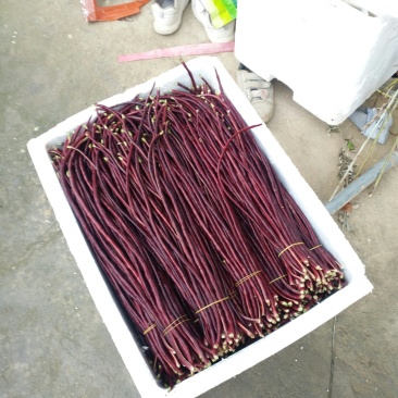 紫豆角红豆角湖南浏阳特有精品红豆角口感清翠香甜