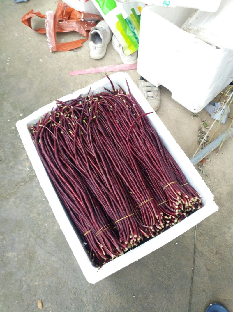 紫豆角红豆角湖南浏阳特有精品红豆角口感清翠香甜