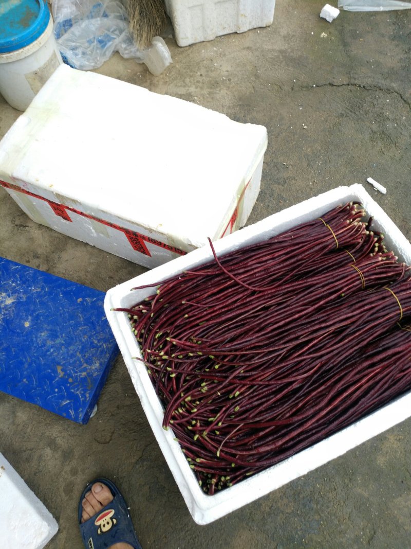 紫豆角红豆角湖南浏阳特有精品红豆角口感清翠香甜