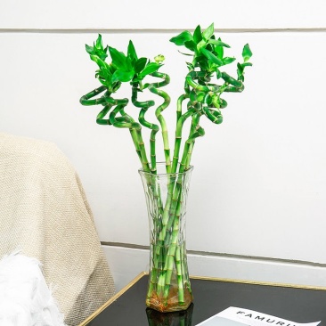 转运竹水养水培植物富贵竹室内绿植花卉客厅观音竹开运竹盆栽