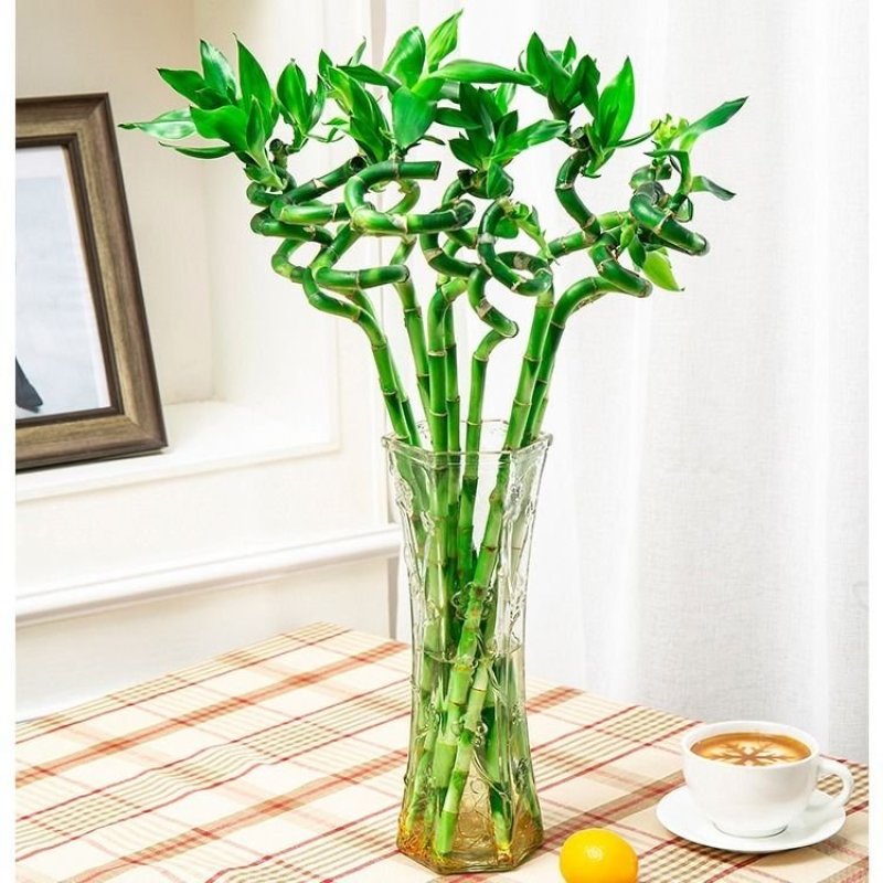 转运竹水养水培植物富贵竹室内绿植花卉客厅观音竹开运竹盆栽