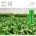 转运竹水养水培植物富贵竹室内绿植花卉客厅观音竹开运竹盆栽