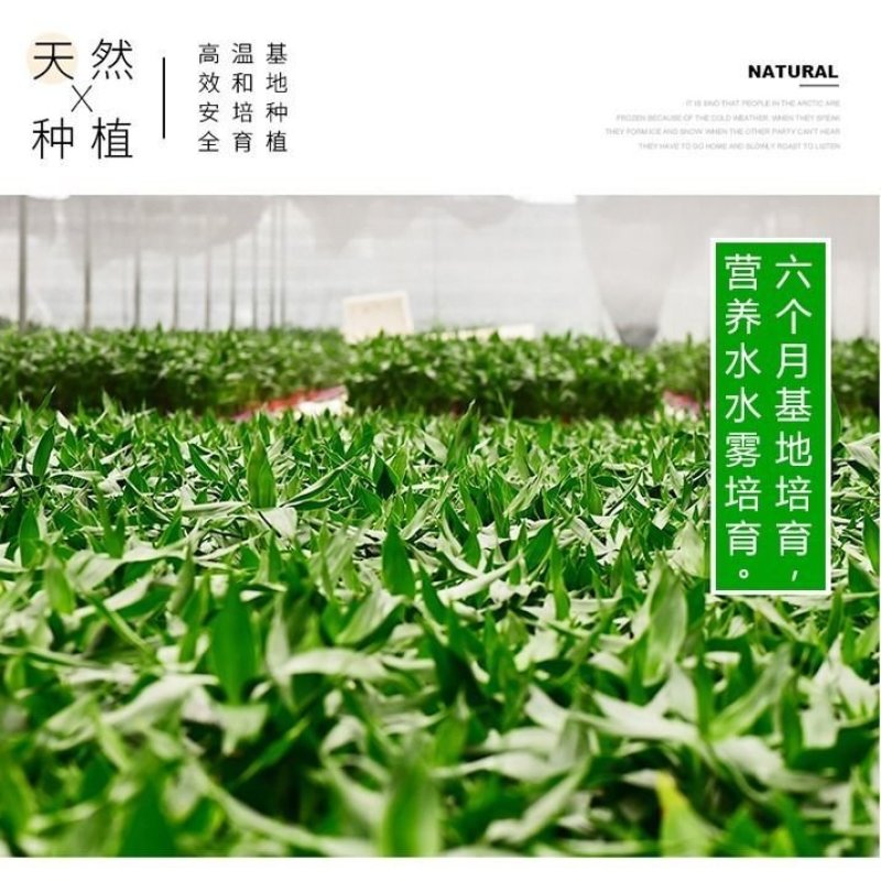 转运竹水养水培植物富贵竹室内绿植花卉客厅观音竹开运竹盆栽