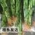 转运竹水养水培植物富贵竹室内绿植花卉客厅观音竹开运竹盆栽