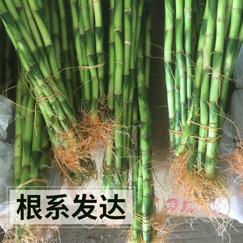 转运竹水养水培植物富贵竹室内绿植花卉客厅观音竹开运竹盆栽